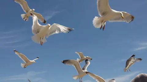 A number of seagulls in flight beneath a blue sky
