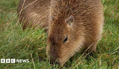 The animals are stocky and have short brown hairs all over its body. The capybara nearest the camera has short ears and large dark brown eyes. It has its head down while eating grass.