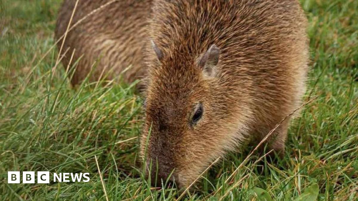 The animals are stocky and have short brown hairs all over its body. The capybara nearest the camera has short ears and large dark brown eyes. It has its head down while eating grass.
