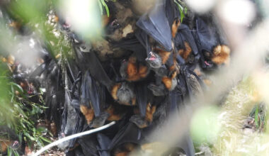 Tens of thousands of bats predicted to fall to their deaths today
