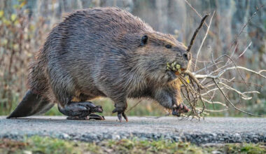 Hard-Working Beaver Seen Using a Crosswalk in New Jersey Delights Viewers