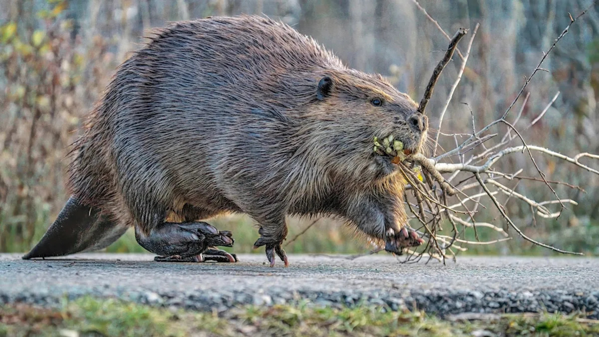Hard-Working Beaver Seen Using a Crosswalk in New Jersey Delights Viewers