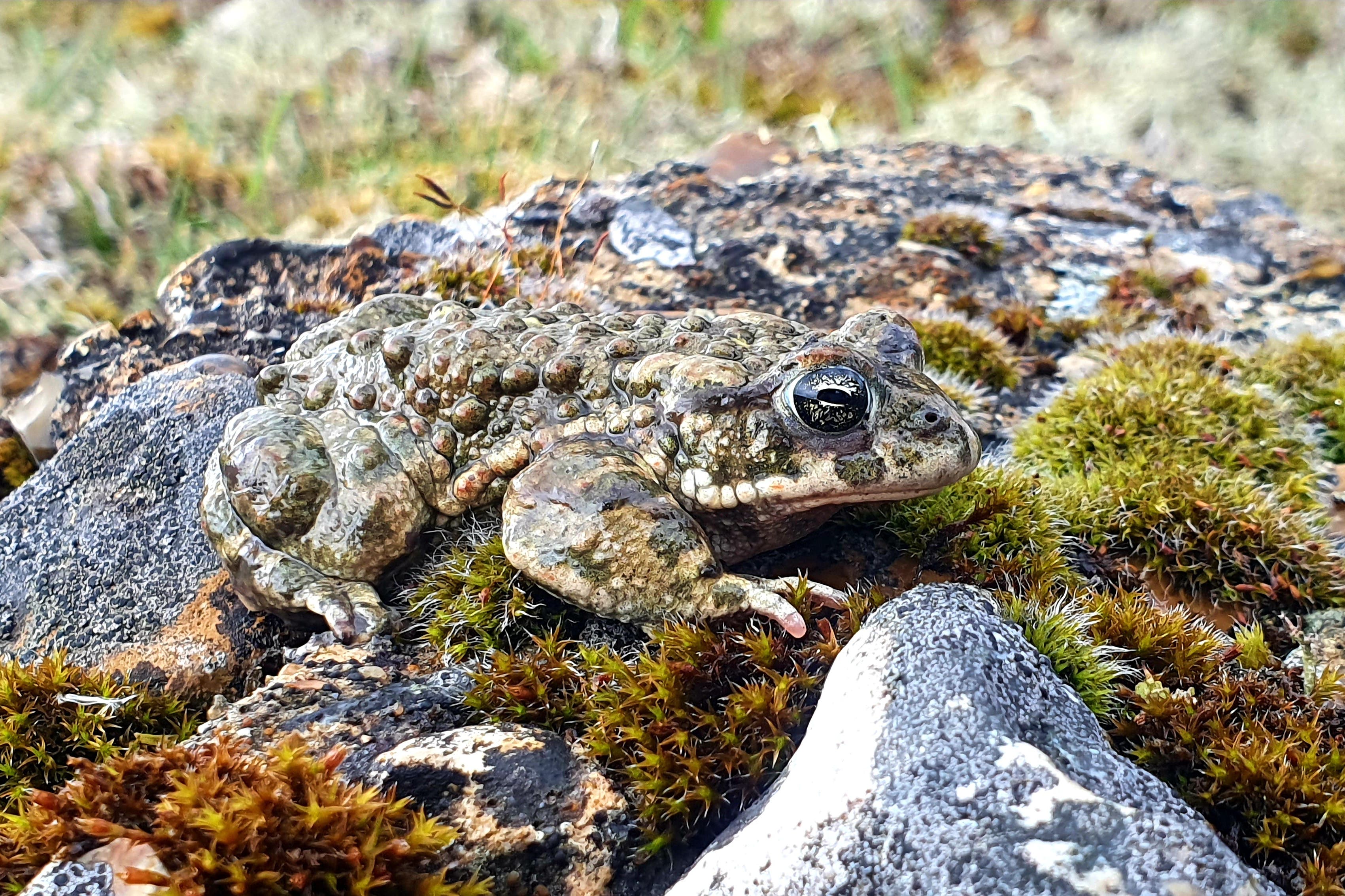 The common toad population has continued to suffer from habitat loss and pollution
