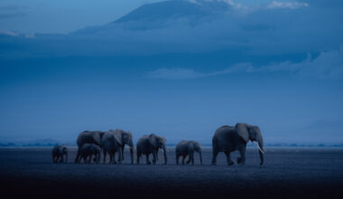 Migration Is Natural. Only Humans Criminalize It.