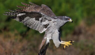How to see once nearly extinct goshawk returning to Norfolk