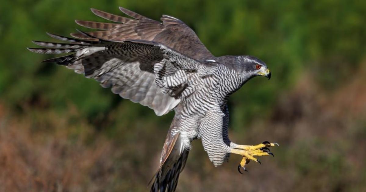 How to see once nearly extinct goshawk returning to Norfolk