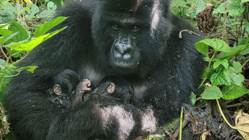 Birth of rare mountain gorilla twins recorded in Congo park