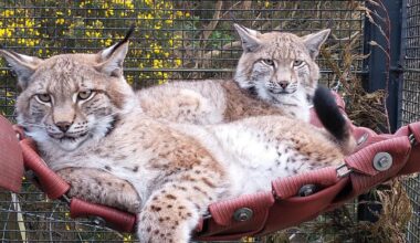 The mystery of four Highland lynx and what we know one year on