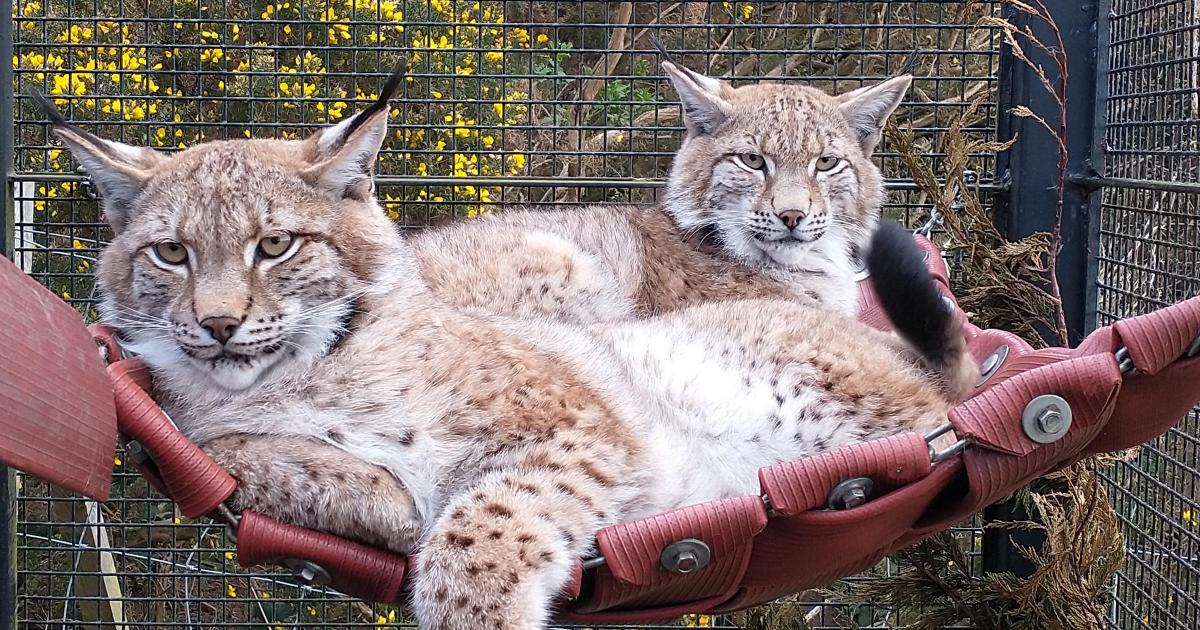 The mystery of four Highland lynx and what we know one year on