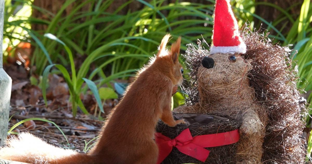 Christmas red squirrels and more in Isle of Wight camera club