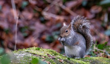 Hungry squirrel is Basingstoke Gazette's 'Picture of the Week'