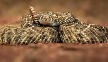 Rattlesnake among dangerous animals living in Hampshire
