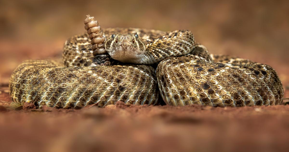 Rattlesnake among dangerous animals living in Hampshire