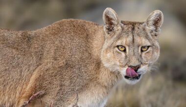 Chippenham dog walker sees 'big cat' on popular footpath