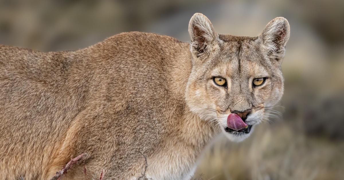 Chippenham dog walker sees 'big cat' on popular footpath