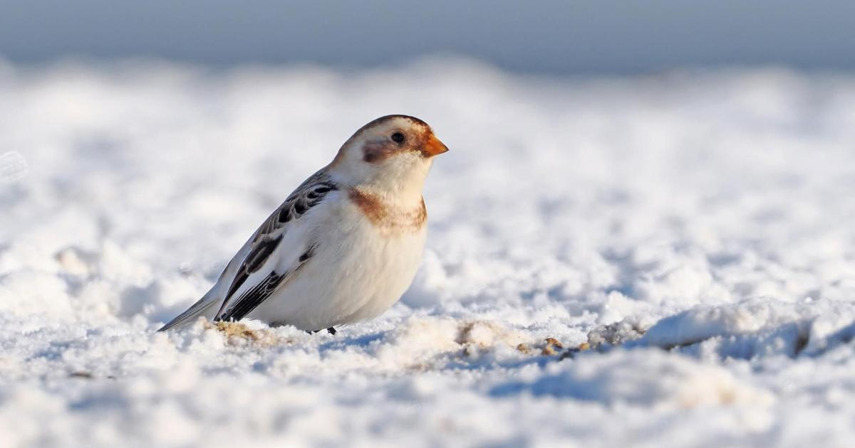 Snow buntings pictured on beach at Kessingland in Suffolk