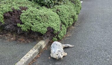 Deganwy hotel welcomes ‘very unexpected visitor’ baby seal