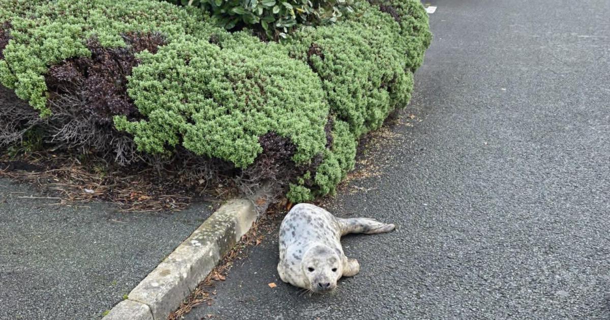 Deganwy hotel welcomes ‘very unexpected visitor’ baby seal