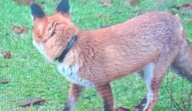 Search underway for fox seen wearing collar in Paisley
