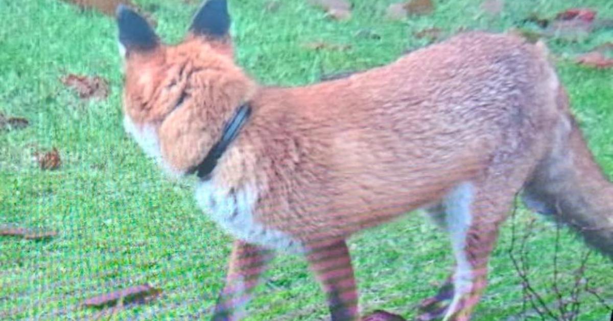 Search underway for fox seen wearing collar in Paisley