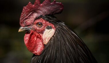 Bird flu confirmed at second York poultry farm in a month