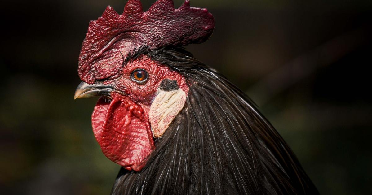 Bird flu confirmed at second York poultry farm in a month