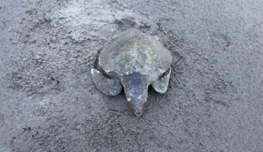 Extremely rare Kemp's ridley turtle found on Newport Sands