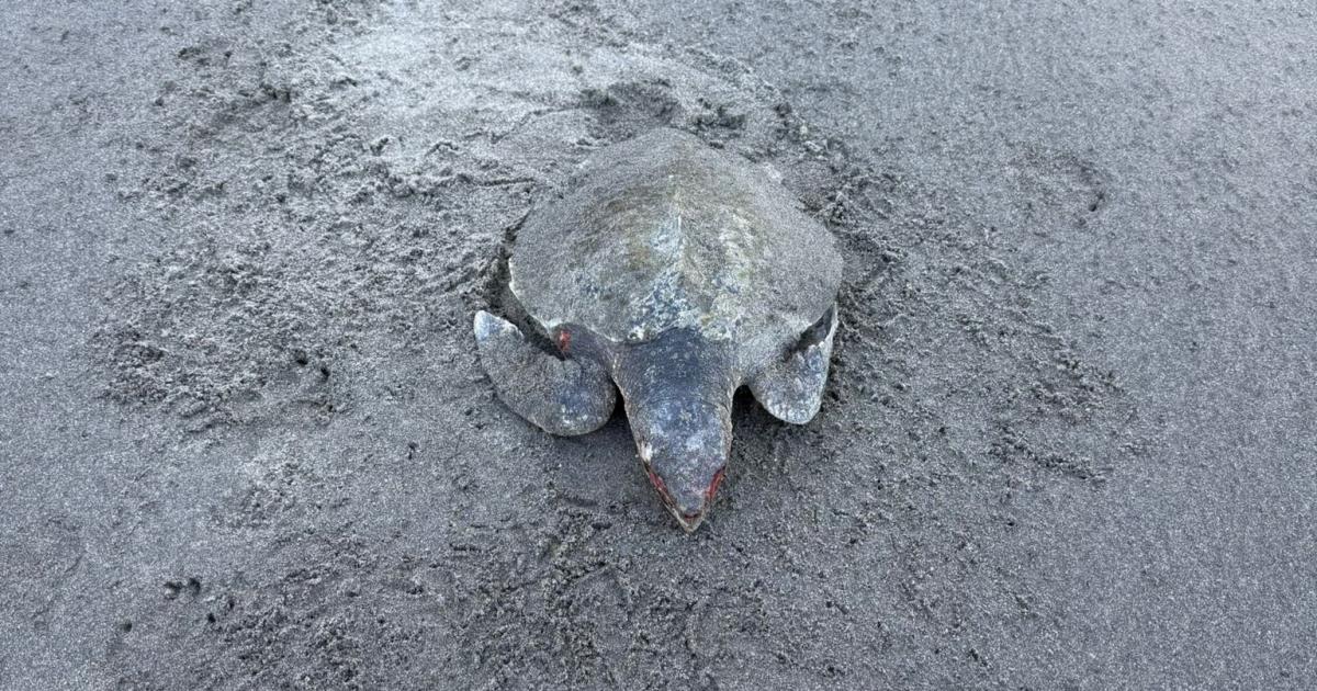 Extremely rare Kemp's ridley turtle found on Newport Sands