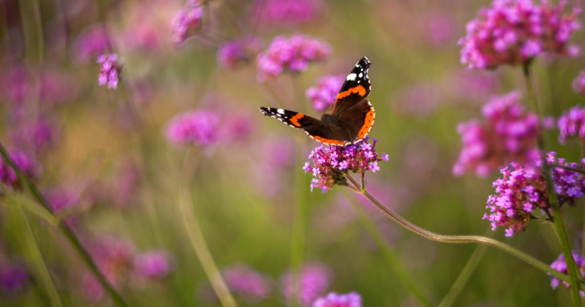 Brighton council may turn Patcham field into nature site