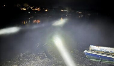 Dolphins in Cornwall at Truro and Mylor Yacht Harbour