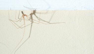 Daddy long-legs: spider you'll find in your home all year