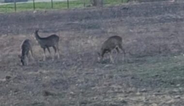 Deer grazing on wasteland between Glasgow's Dalmarnock and Shawfield