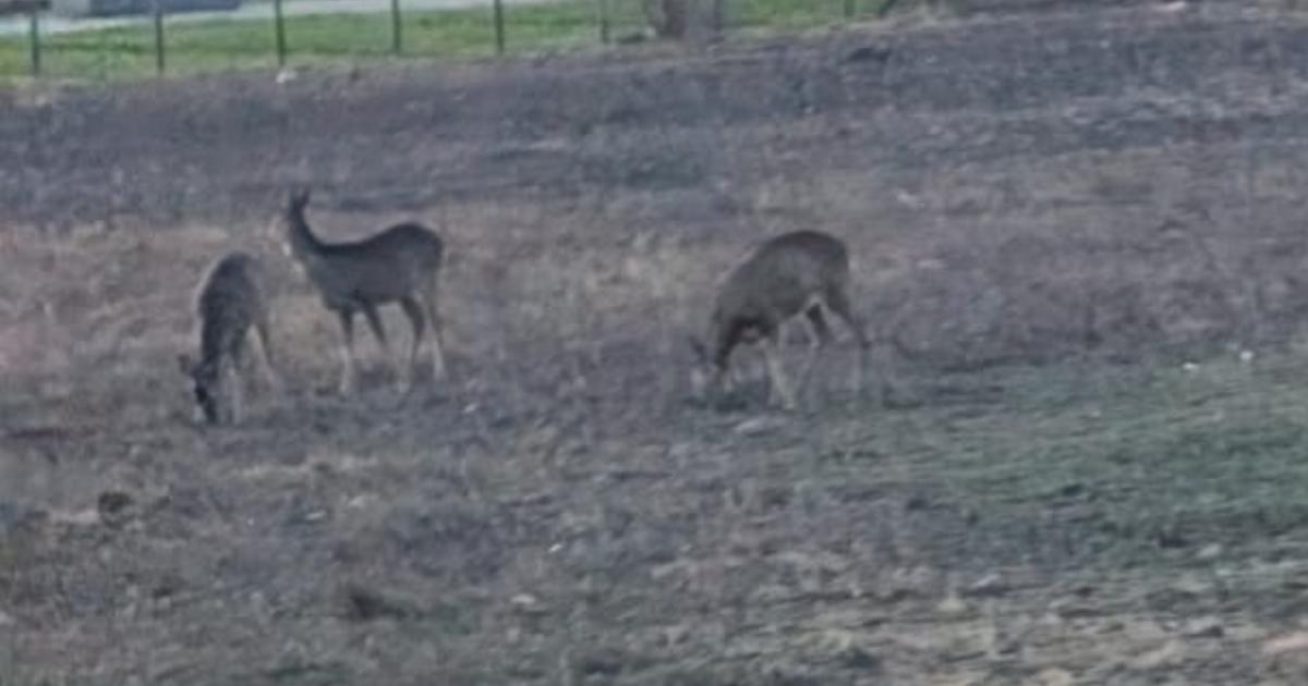 Deer grazing on wasteland between Glasgow's Dalmarnock and Shawfield