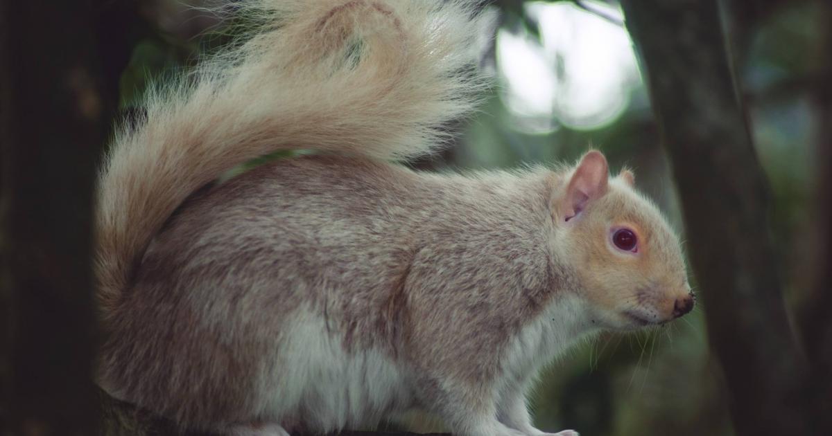 Brighton's rare albino squirrel captured in Queen's Park