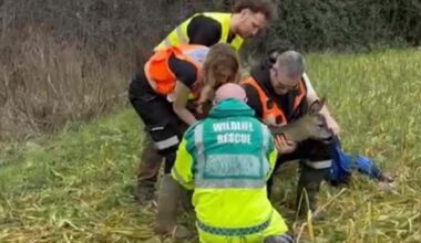 Deer 'trapped' in Climping field rescued by wildlife group