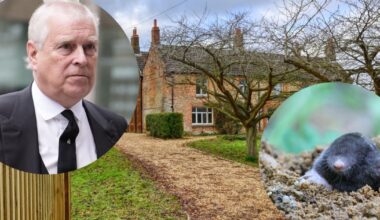 Mole in Andrew Mountbatten-Windsor's garden at Wolferton