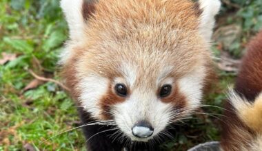 Red panda cub Bam Bam dies at Manor House Wildlife Park