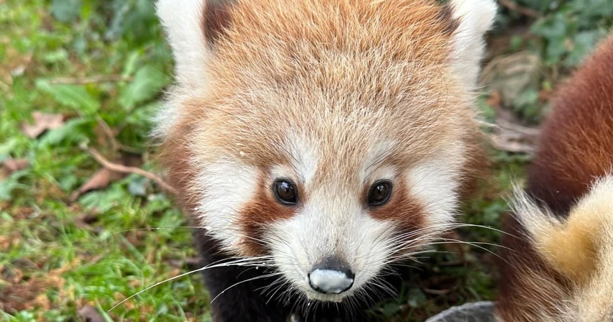 Red panda cub Bam Bam dies at Manor House Wildlife Park
