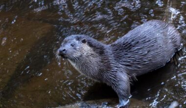 Reader Pictures: A delightful otter and a leaping roe deer
