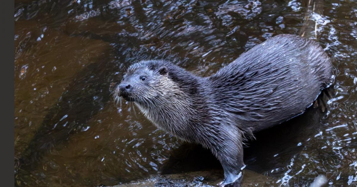 Reader Pictures: A delightful otter and a leaping roe deer