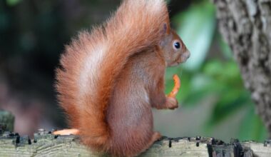Red squirrel among best Isle of Wight photos taken this week