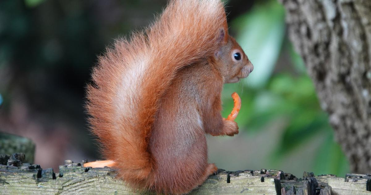 Red squirrel among best Isle of Wight photos taken this week