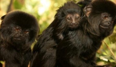 Threatened Goeldi's monkeys returning to The Living Rainforest