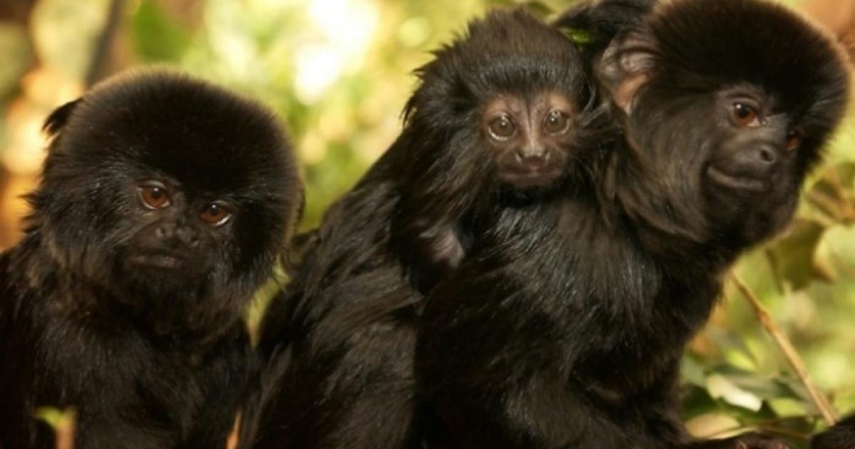 Threatened Goeldi's monkeys returning to The Living Rainforest