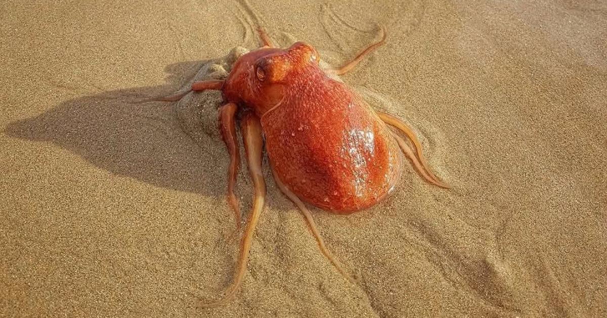 Rare 'intelligent' octopus washes up on Tenby North Beach