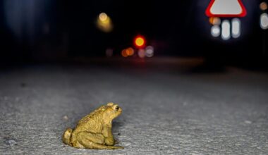 New nature reserve in Basingstoke could be created