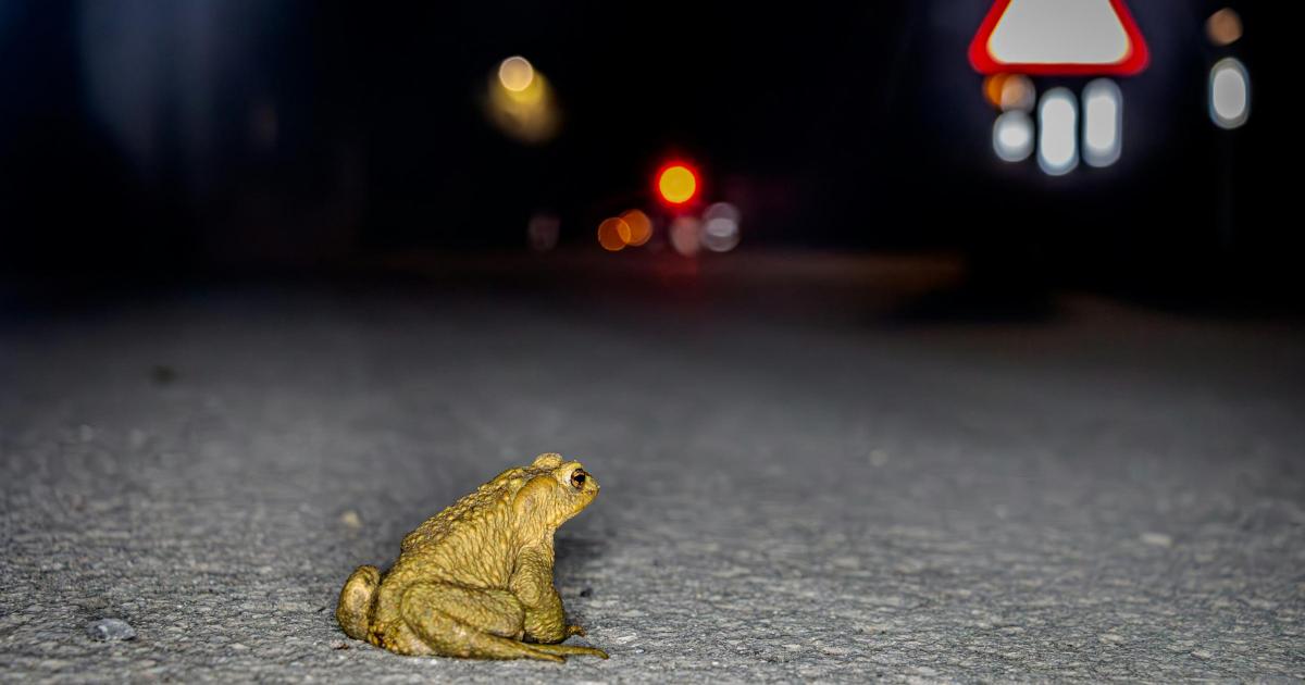 New nature reserve in Basingstoke could be created