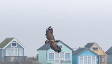 Rare white-tailed eagle spotted at Dorset harbour