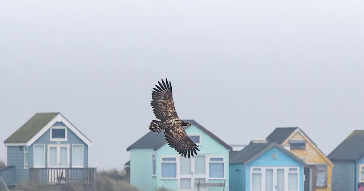 Rare white-tailed eagle spotted at Dorset harbour