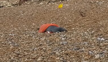 Dead seal found on Sussex beach wrapped in onion sack